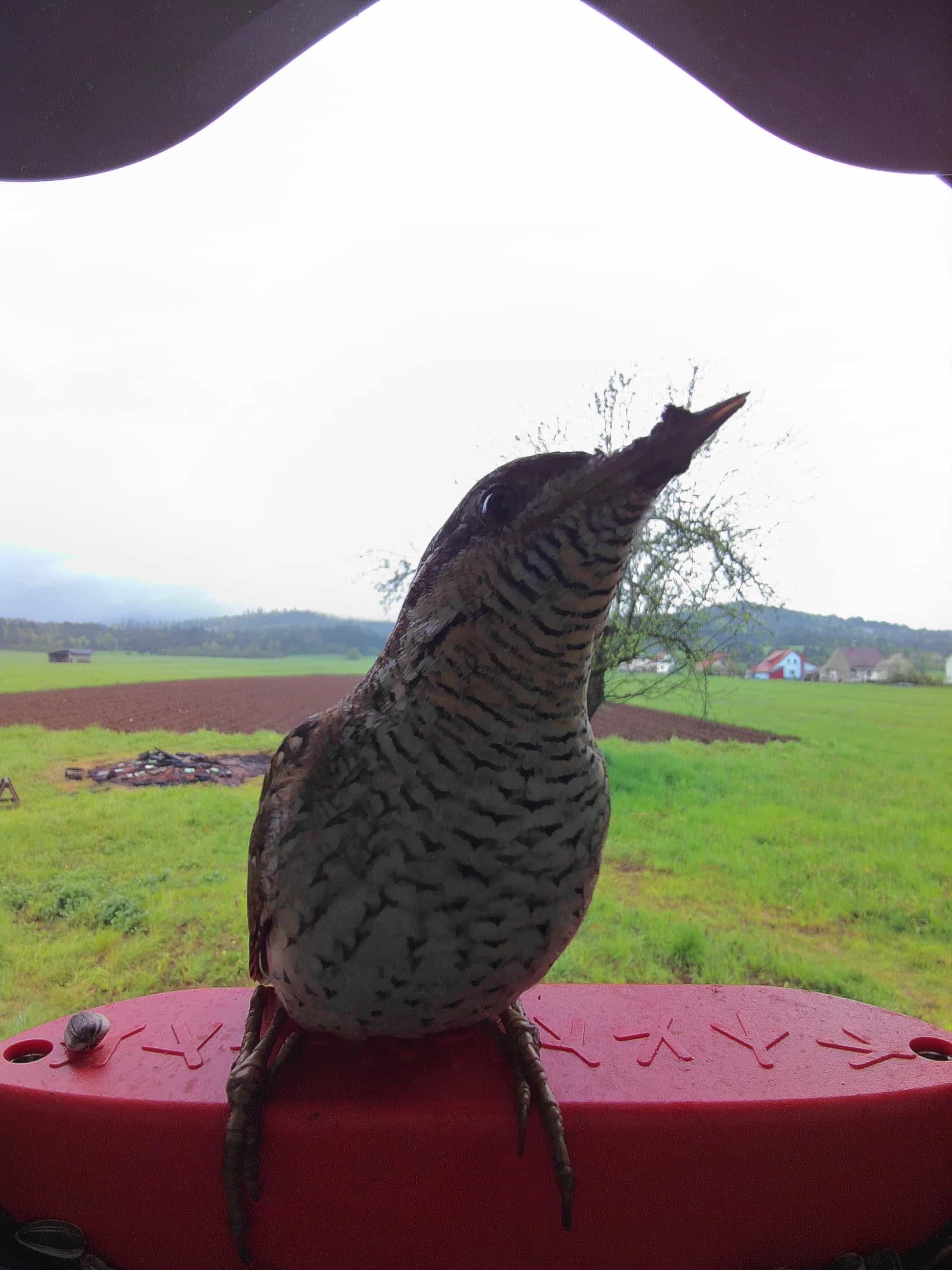 Eurasian Wryneck